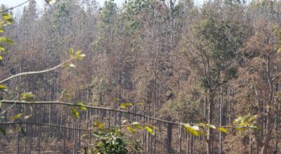 टपरी व्यवसाय