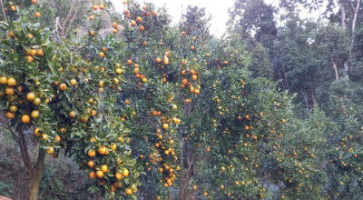 सुन्तलाखेती