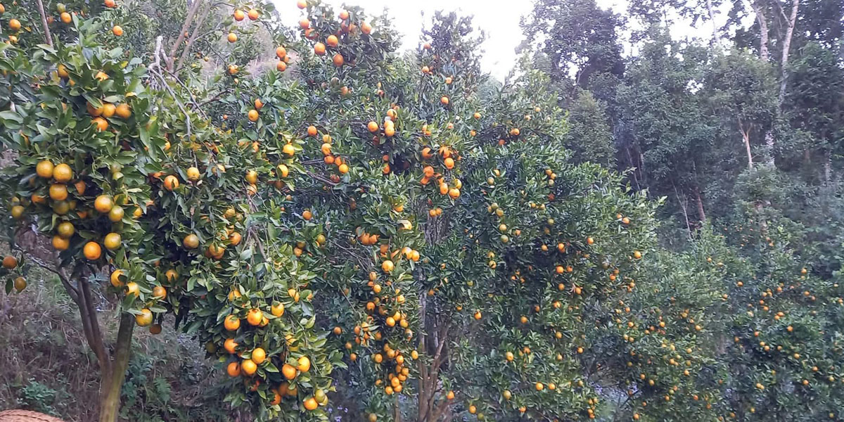 सुन्तलाखेती
