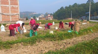 आलु उत्पादक किसान भन्छन्, ‘खनौँ भाउ छैन, नखनौँ कुहिने डर छ’