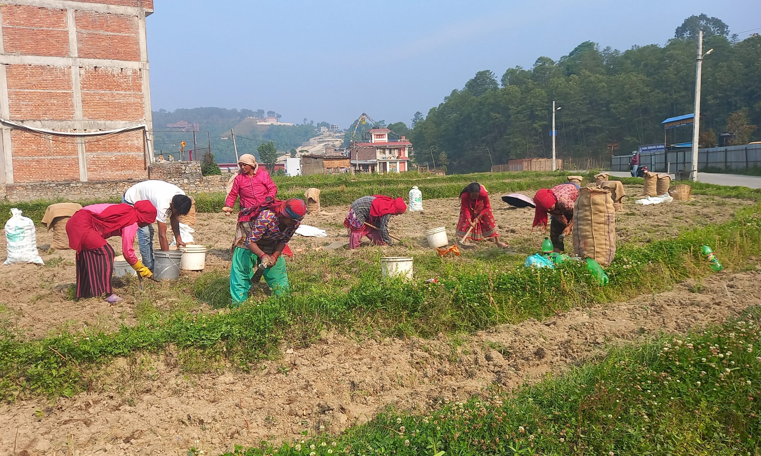 आलु उत्पादक किसान भन्छन्, ‘खनौँ भाउ छैन, नखनौँ कुहिने डर छ’