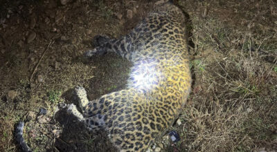 ललितपुरबाट चितुवाको उद्धार