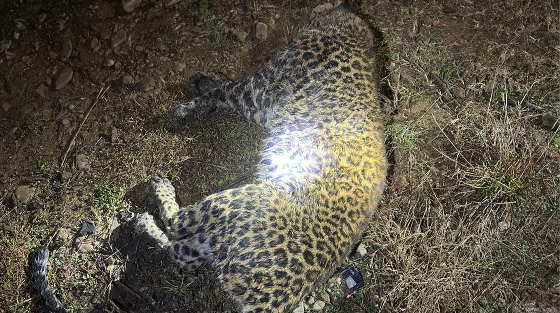 ललितपुरबाट चितुवाको उद्धार