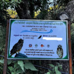 लाटोकोसेरो तथा हुचिल उत्सव