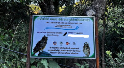 लाटोकोसेरो तथा हुचिल उत्सव