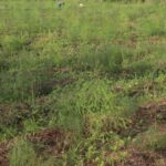 कुरिलो खेती