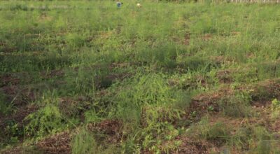 कुरिलो खेती