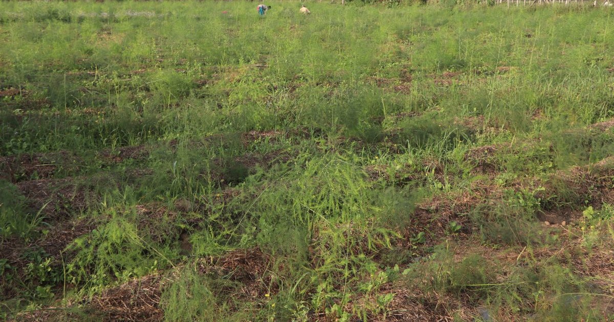 कुरिलो खेती