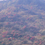 गुराँस ढकमक्क