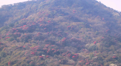 गुराँस ढकमक्क