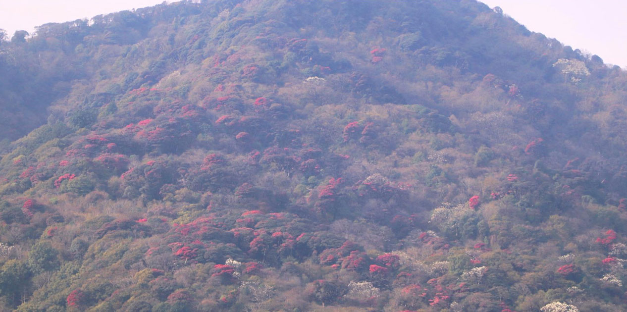 गुराँस ढकमक्क