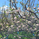 स्याउका बोट