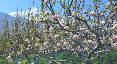 स्याउका बोट