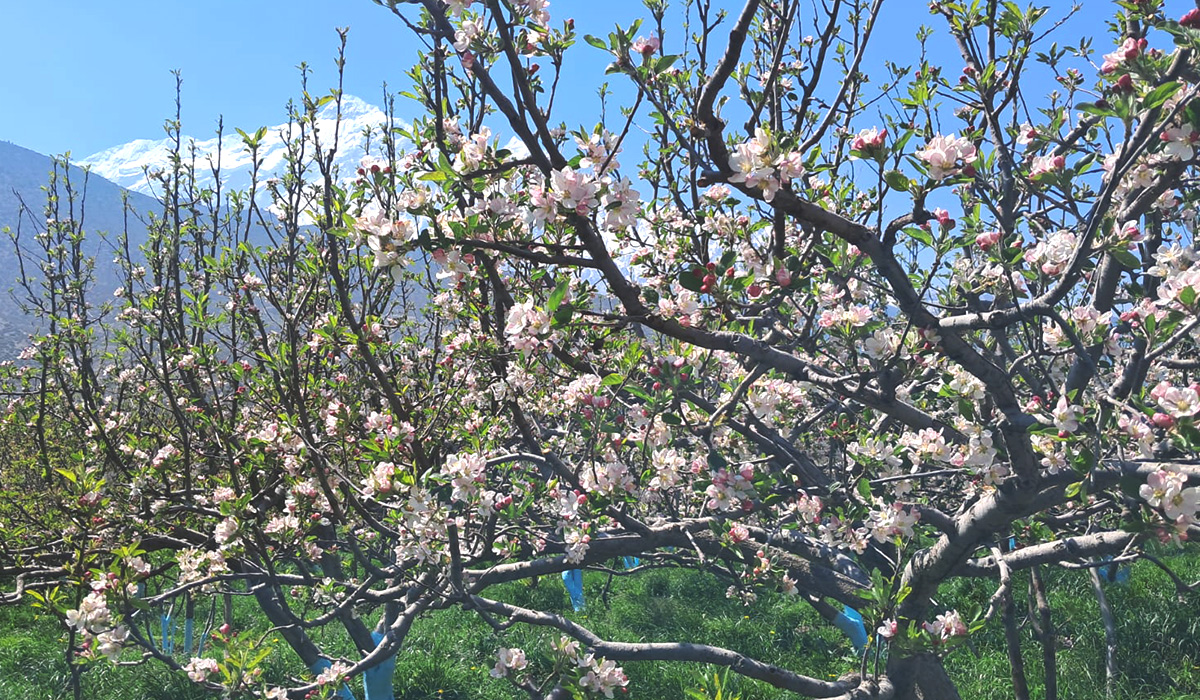 स्याउका बोट