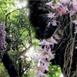 सलहेश फूलबारी मेलामा भक्तजनको चहलपहल