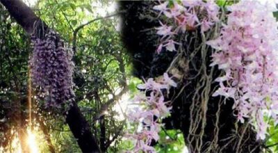 सलहेश फूलबारी मेलामा भक्तजनको चहलपहल