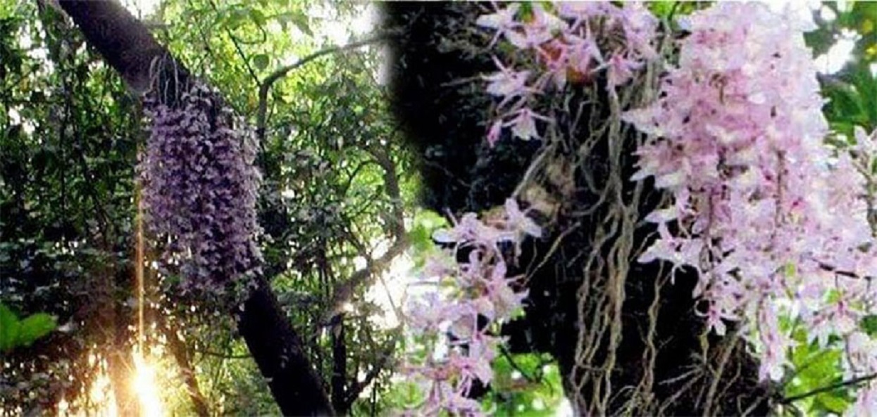 सलहेश फूलबारी मेलामा भक्तजनको चहलपहल