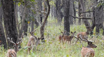 शुक्लाफाँटा राष्ट्रिय निकुञ्ज