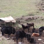 घुम्तीगोठसँगै रैथाने गाई सङ्कटमा
