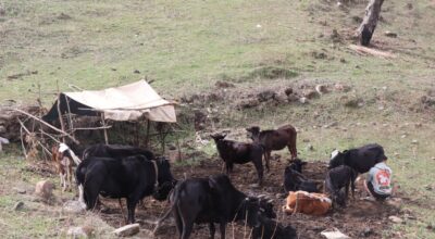 घुम्तीगोठसँगै रैथाने गाई सङ्कटमा