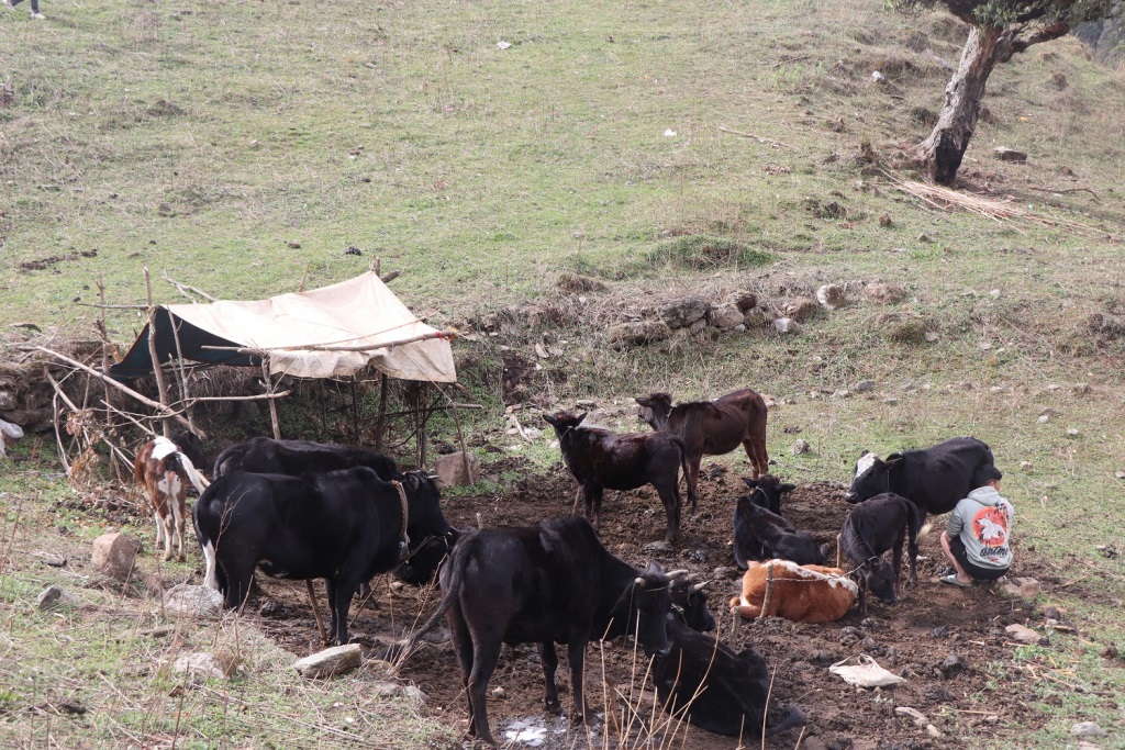 घुम्तीगोठसँगै रैथाने गाई सङ्कटमा