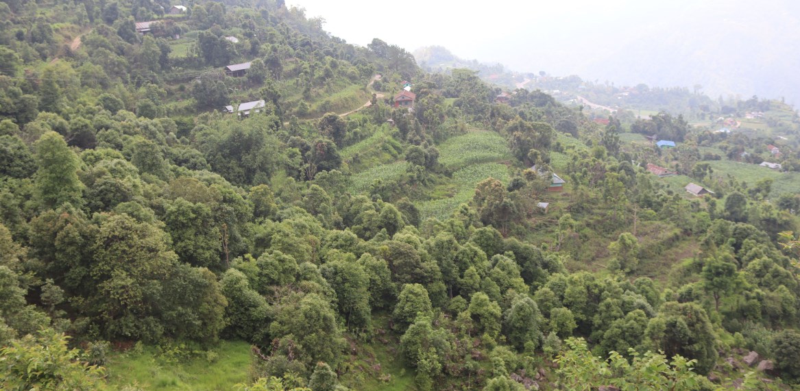 दालचिनी