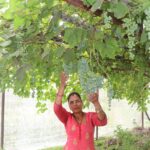 अङ्गुरखेती