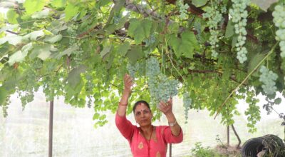 अङ्गुरखेती