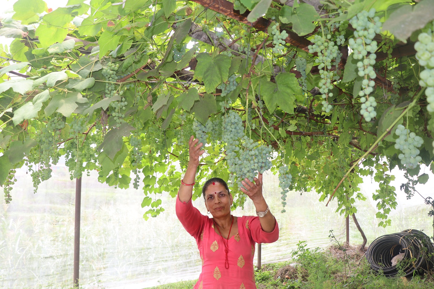 अङ्गुरखेती