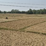 बाँकेमा खेतका फाँट धुलाम्मे