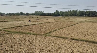 बाँकेमा खेतका फाँट धुलाम्मे