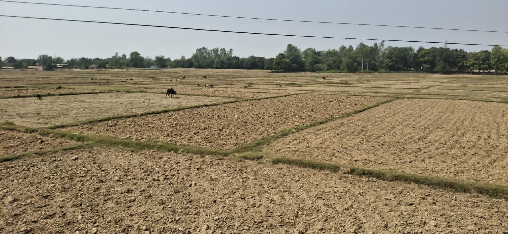 बाँकेमा खेतका फाँट धुलाम्मे