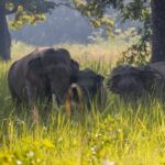 बाहुनडाँगीमा हात्तीको बथान गाउँ पस्यो
