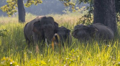 बाहुनडाँगीमा हात्तीको बथान गाउँ पस्यो