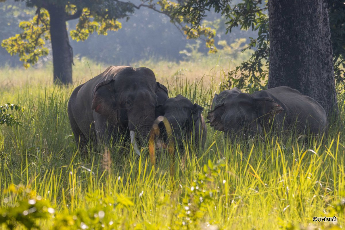 बाहुनडाँगीमा हात्तीको बथान गाउँ पस्यो