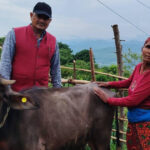 विपन्न परिवारलाई आयआर्जनसँग जोड्न पाडी वितरण