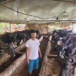 वैदेशिक रोजगार त्यागेका युवालाई पशुपालनबाट सफलता