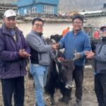 मुस्ताङको घरपझोङद्वारा किसानलाई अनुदानमा याक र नाक वितरण