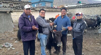 मुस्ताङको घरपझोङद्वारा किसानलाई अनुदानमा याक र नाक वितरण