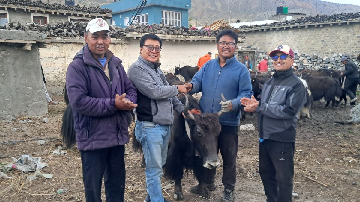मुस्ताङको घरपझोङद्वारा किसानलाई अनुदानमा याक र नाक वितरण