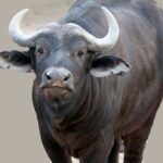 मुर्रा राँगा