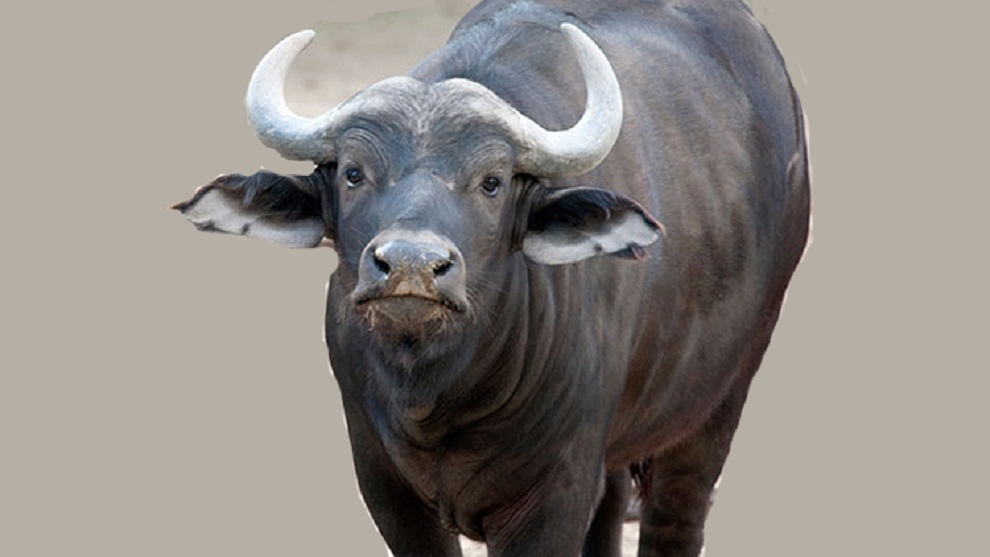 मुर्रा राँगा