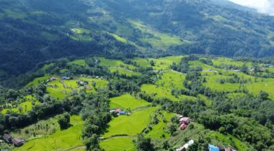 भोजपुरमा ९६ प्रतिशत रोपाइँ सम्पन्न