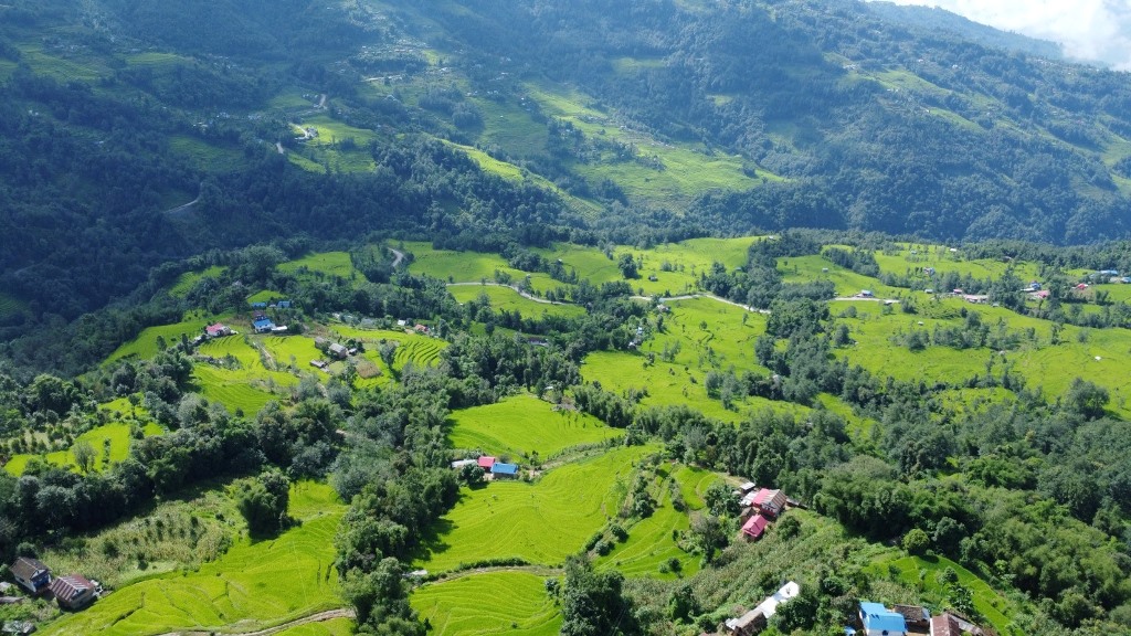 भोजपुरमा ९६ प्रतिशत रोपाइँ सम्पन्न