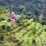 ‘हामीलाई पाल्ने र बचाउने नै अलैँची हो’