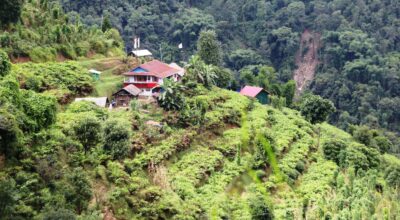 ‘हामीलाई पाल्ने र बचाउने नै अलैँची हो’