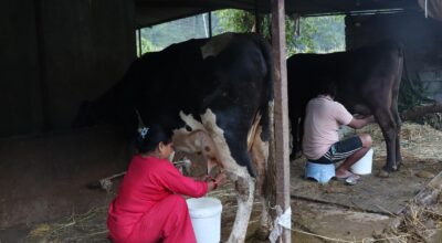 गाईभैँसीपालन