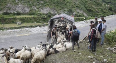 सहरको स्वादका लागि छुट्छ हिमालको दसैं-तिहार