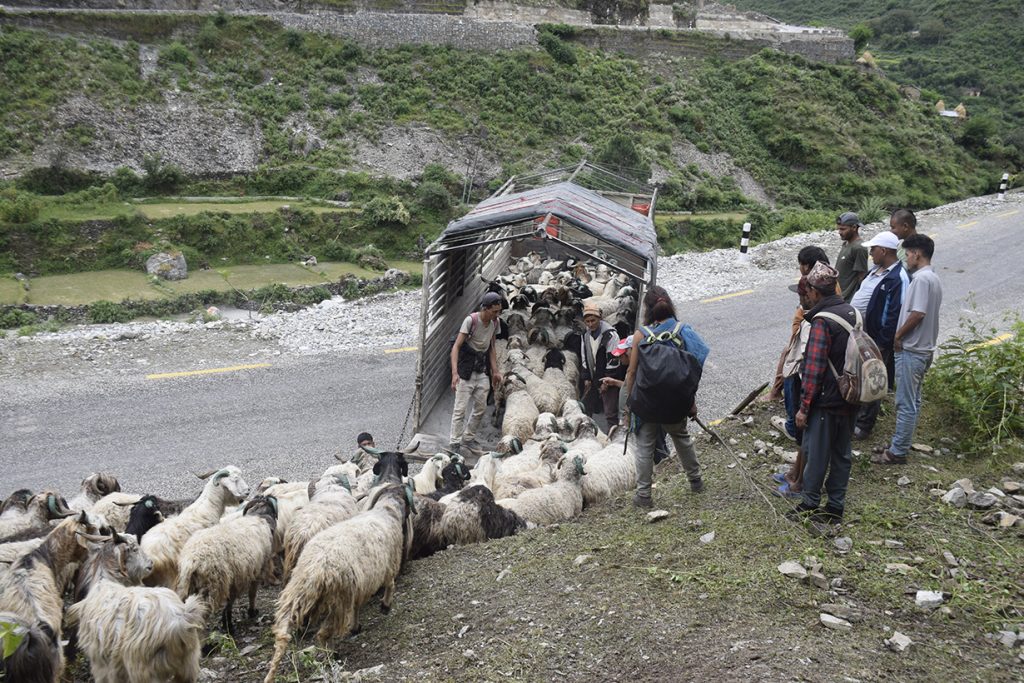 सहरको स्वादका लागि छुट्छ हिमालको दसैं-तिहार