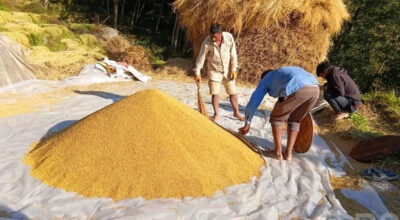 धान थन्क्याउन किसानलाई युवा जनशक्ति पाउनै मुस्किल